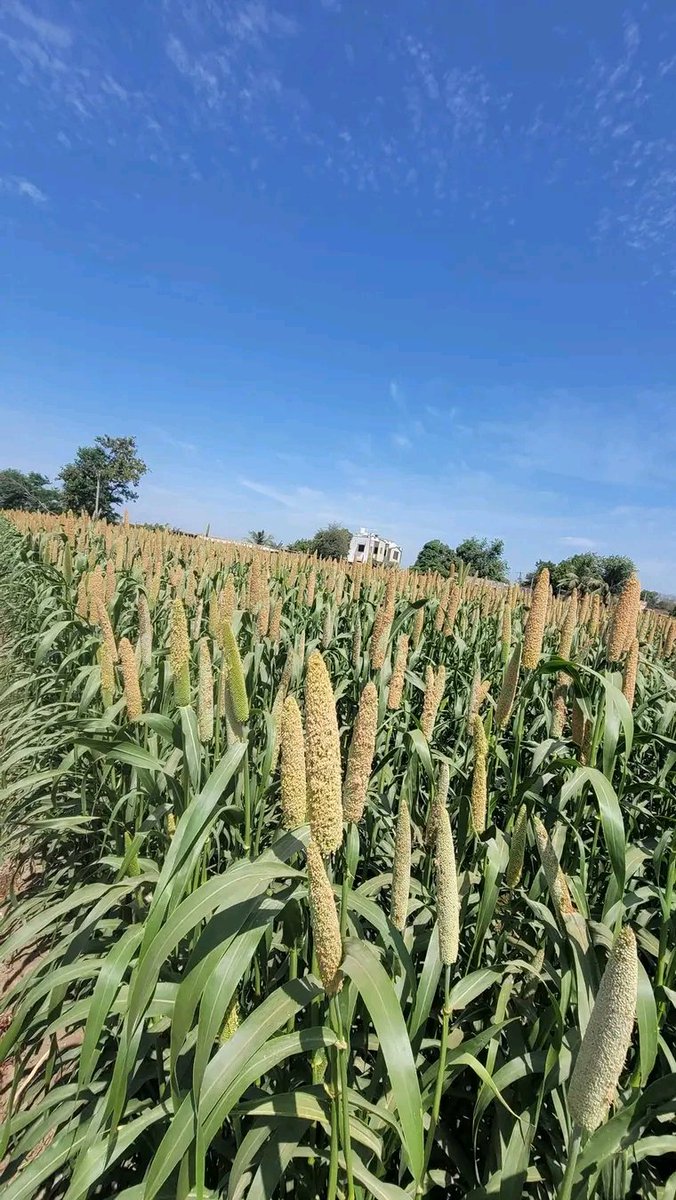 MILLET FARMING When selecting the appropriate millet variety for your farm, consider factors such as local climatic conditions, soil types, desired yield characteristics, and intended use e.g human consumption, animal feed, or industrial applications. One of the key advantages…