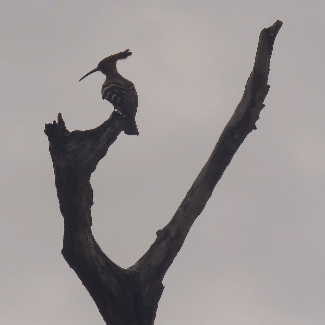 To be….
Truly iconic…
You need to be..
Recognised…
In a silhouette!!

Slash💗#GunsNRoses 💓

A hoopoe 🍂

In that sense (as goes the quote) birds & animals are iconic!
U can recognise from a distance 😁

#birds #vrupix #indiAves