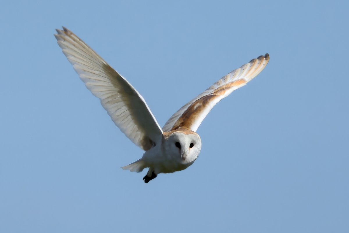 Lovely to see a Barn Owl in daylight.