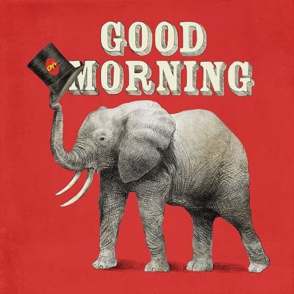 G☕☕d morning elephants 🐘friends 🙋🏼‍♀️🌍❣ #FridaysForElephants ❤