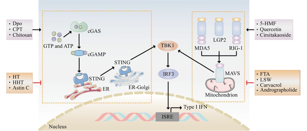 Modulation of type I interferon signaling by natural products in the treatment of immune-related diseases cjnmcpu.com/en/article/doi… #Interferons #NaturalProducts #Infection #Cancer #AutoimmuneDiseases