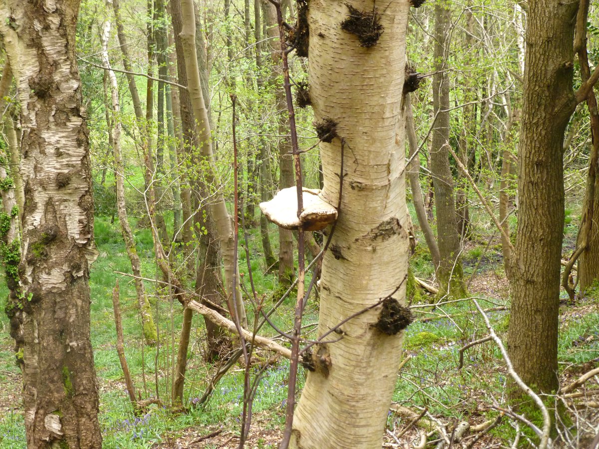 🍄#Fungi In the woods #NorthYorkshire #FungiFriday