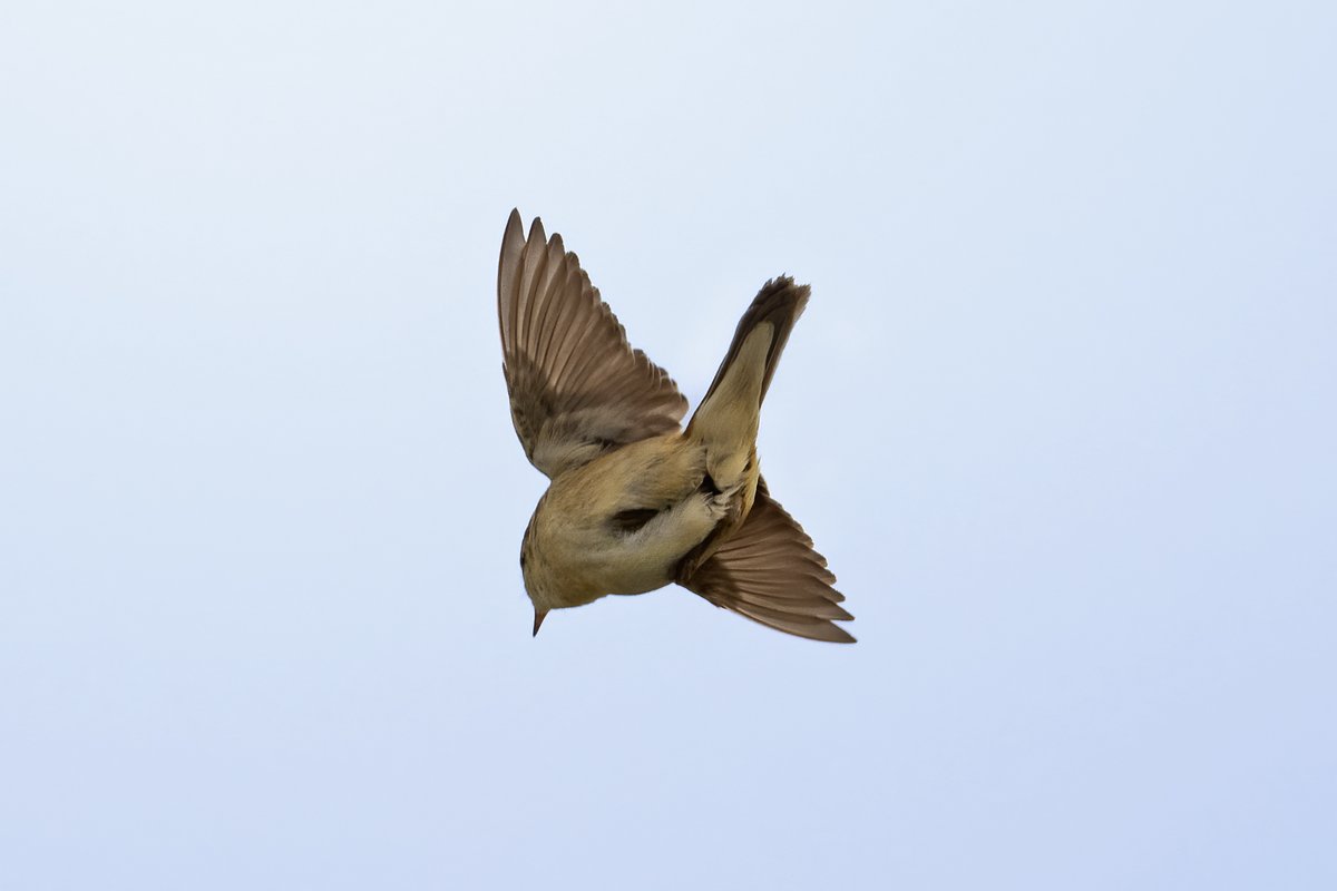 A couple of shots of a Sedge Warbler doing its parachute display. @teesbirds1 @DurhamBirdclub @teeswildlife @Natures_Voice @NatureUK @WildlifeMag @BBCSpringwatch #birdwatching #wildlifephotography #birds