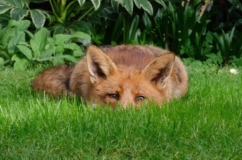 Laying low . Thanks to @smallclanger99 for sharing today's #FoxOfTheDay