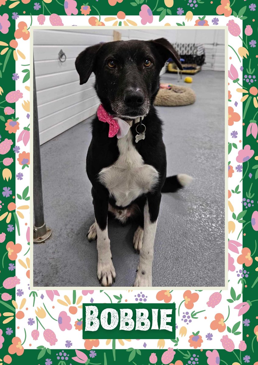 Bobbie would like you to retweet him so the people who are searching for their perfect match might just find him 💚🙏 oakwooddogrescue.co.uk/meetthedogs.ht… 
#teamzay #dogsoftwitter #rescue #rehomehour #adoptdontshop #k9hour #rescuedog #adoptable #dog