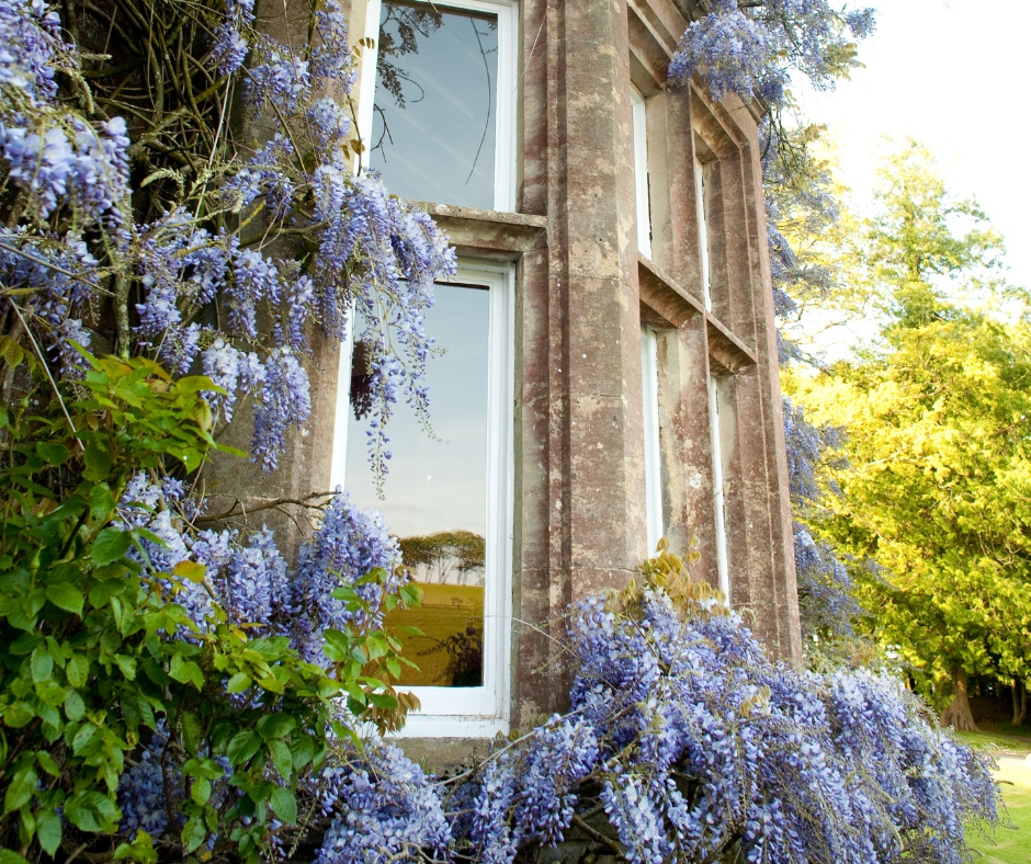 As our wisteria blooms, we are preparing to welcome the 'ton' to our countryside manor to begin the social season. Are you as excited for the new season of Bridgerton as we are? #Engishmanor #manorhousehotel #bridgerton #polin #hotel #northdevon #devon #spa #ukstaycation