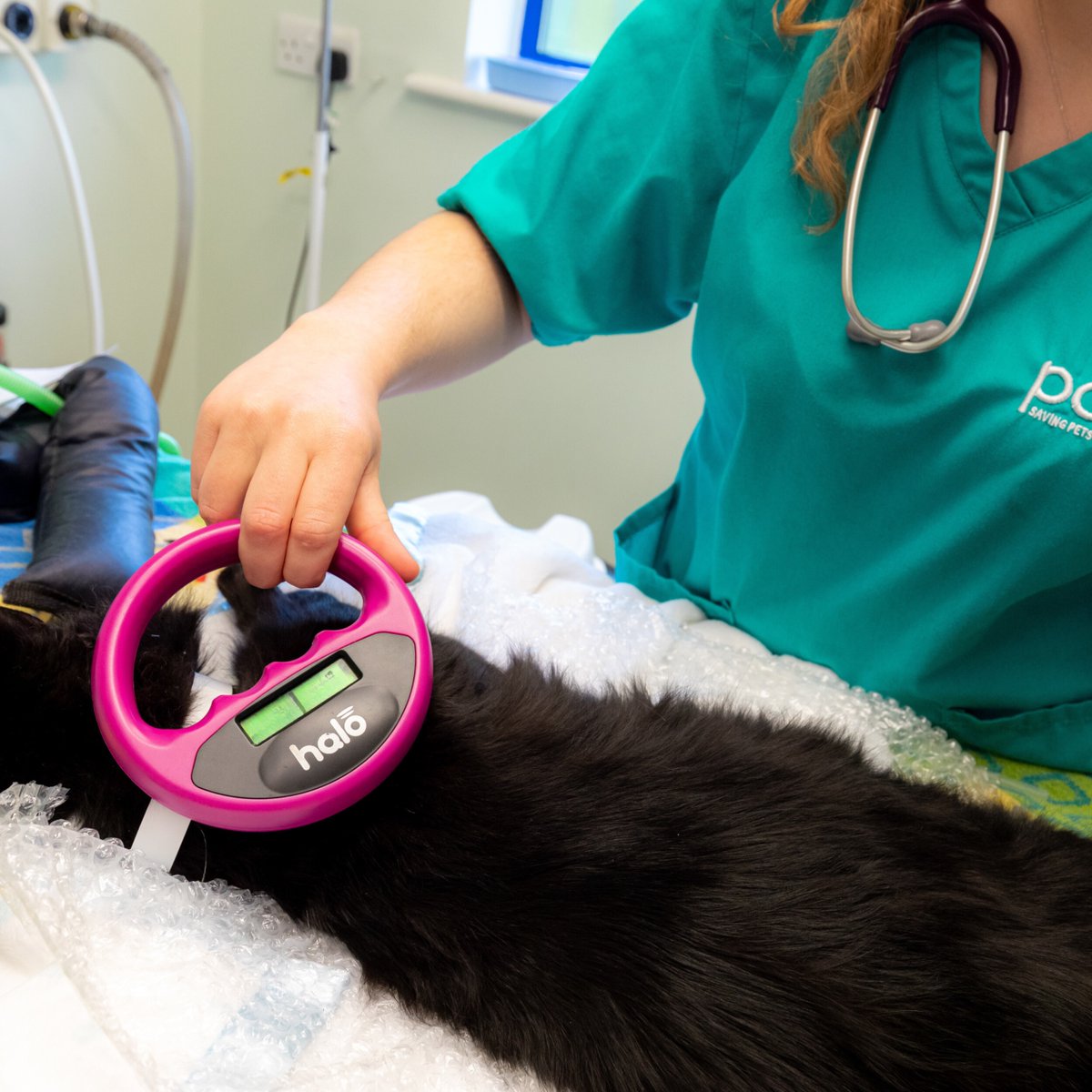 From 10 June 2024, it’ll be a legal requirement for ALL cats to be #Microchipped in England 🐈 Recent figures show that 54% of cat owners are unaware of this new law! And nearly 2.4 million #Cats are still left without a chip! 🙀 What you need to know: pdsa.me/9qtU