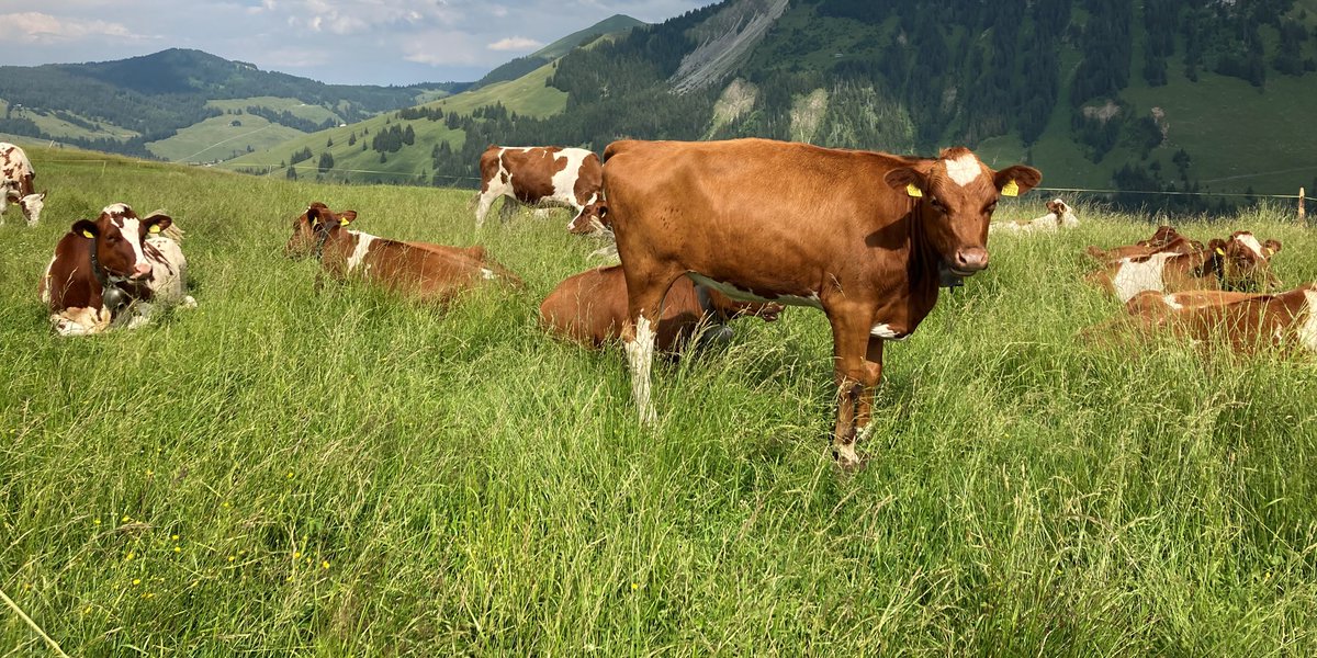 Der im schweizerischen Alpgebiet verbreitete #Apenninschwingel könnte als #Futterpflanze für höhere Lagen dienen. Zudem bildet er üppig wachsende Hybriden mit dem #Wiesenschwingel und dem #Raigras. Eignet er sich damit für eine züchterische Optimierung? ➡️ agrarforschungschweiz.ch/2024/05/apenni…