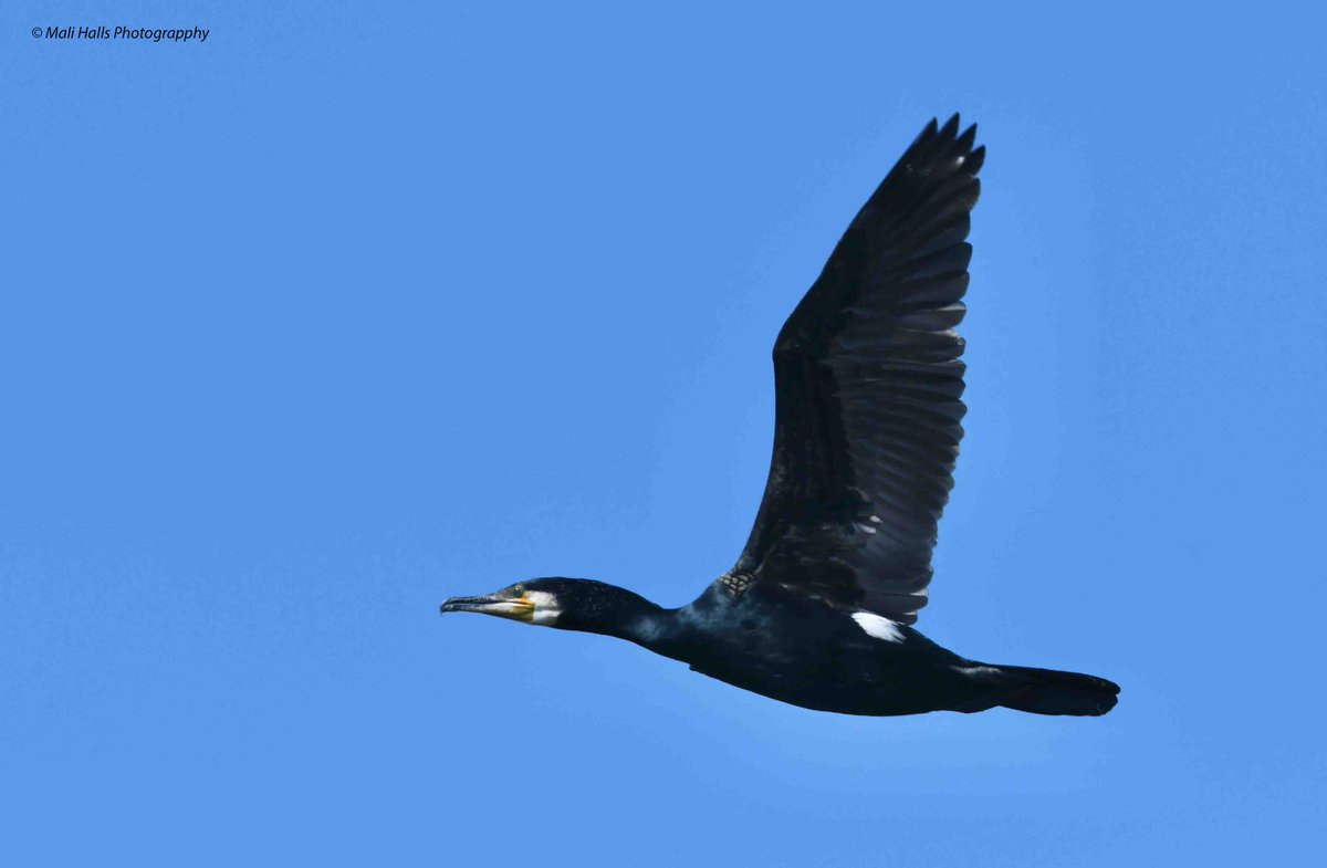 Cormorant. #BirdTwitter #Nature #Photography #wildlife #birds #TwitterNatureCommunity #birding #NaturePhotography #birdphotography #WildlifePhotography #Nikon