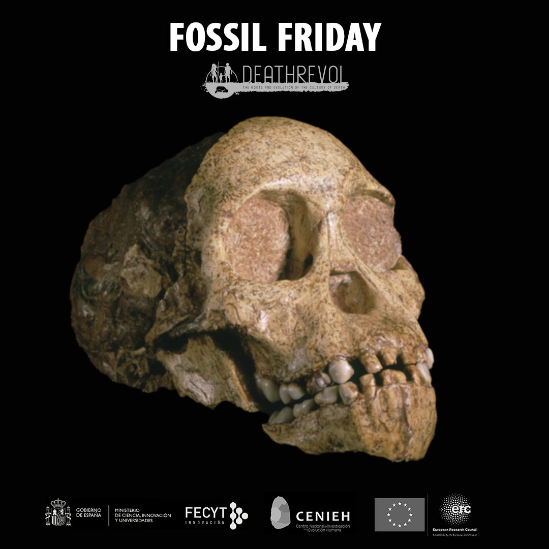 Taung Child. 𝘈𝘶𝘴𝘵𝘳𝘢𝘭𝘰𝘱𝘪𝘵𝘩𝘦𝘤𝘶𝘴 𝘢𝘧𝘳𝘪𝘤𝘢𝘯𝘶𝘴. Sterkfontein. Republic of South Africa #FossilFriday Next week we will publish more info about this fossil, meanwhile you can listen to our podcast: ▶️open.spotify.com/show/0AJu3xTHm… @ERC_Research @FECYT_Ciencia @CENIEH