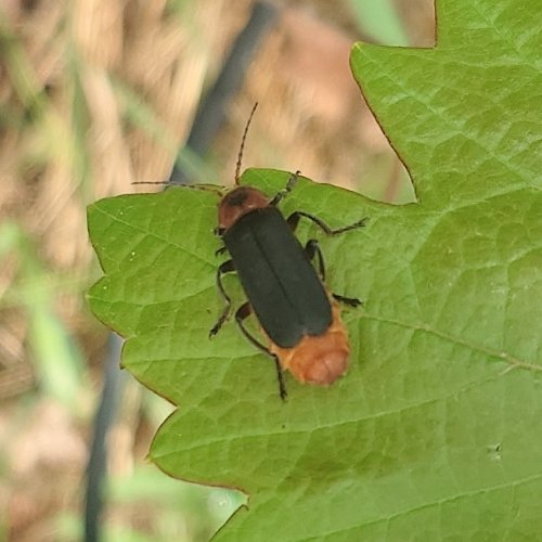 10 maj: Allt fler insekter börjar synas. Flugbaggar är ganska vanliga. Vi har många arter i olika storlekar. Denna är Cantharis rustica och är en av de största arterna i släktet.
#biologiskmångfald