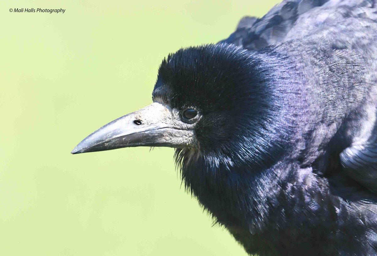 Rook. Have a great weekend. #BirdTwitter #Nature #Photography #wildlife #birds #TwitterNatureCommunity #birding #NaturePhotography #birdphotography #WildlifePhotography #Nikon