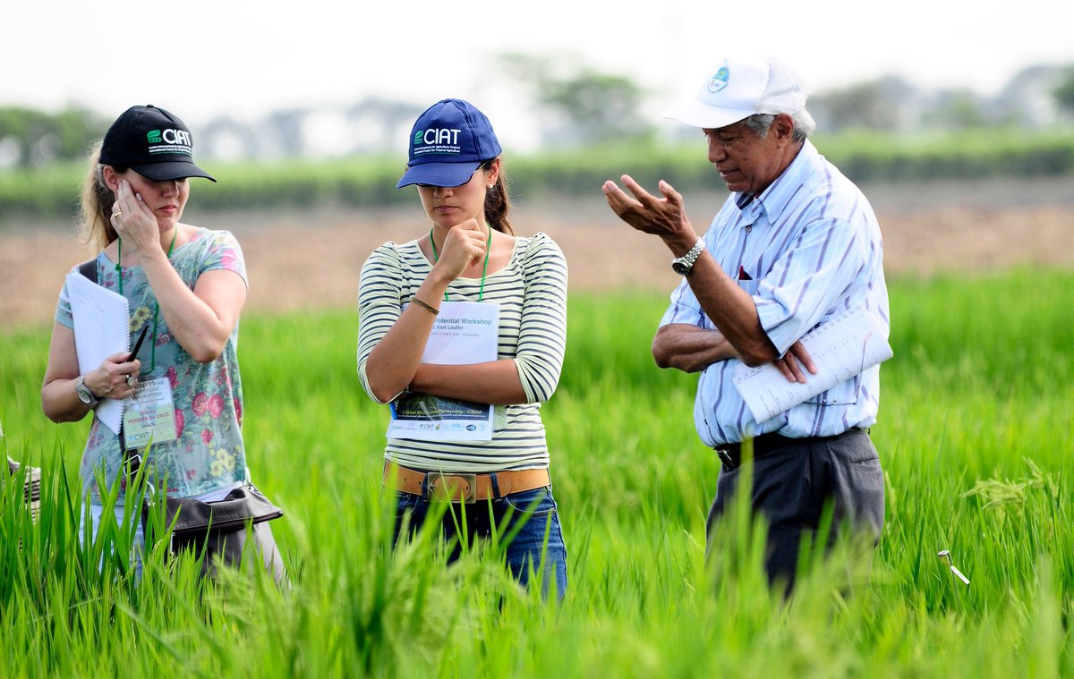 🧬🌾🔬🧩👨‍🎓💚📤📈👨‍🌾🌾💚🍞
RT: #CGIAR Genetic Innovation
'Selection intensity is discussed in the manual bit.ly/3FaACAF
(Image: Alliance of Bioversity International and #CIAT)
#AgInnovation'
#plantbreeding #selection #germplasm #agrobiodiversity #resistance #climatechange