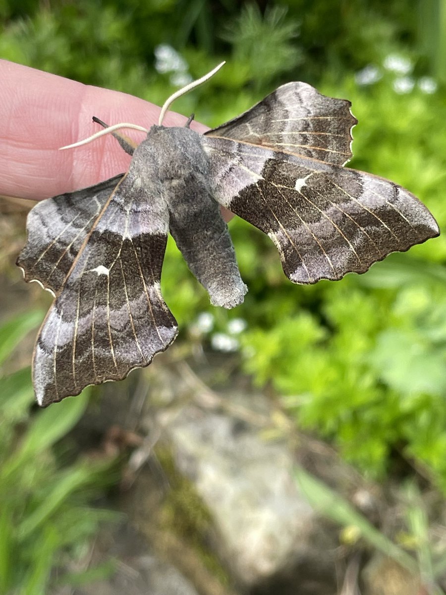 Poplar Hawk-moth: the first of the year 
#MothsMatter