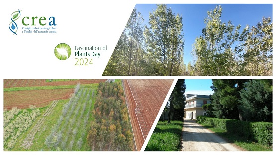 Fascination of Plants Day (FoPD) 2024: Al via la visita didattica presso l’Azienda Sperimentale CREA 'Maria Elisa Venezian Scarascia' di Rutigliano (BA) 📆14 maggio👇 crea.gov.it/web/agricoltur…