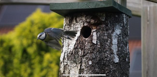 Vandaag Actueel Weer janvissersweer.nl/vandaag-actuee… April pakt met gemiddeld 10,8º in De Bilt flink uit (9de plaats op de ranglijst), maar oogst vanwege een periode van 12 dagen koud weer weinig bijval. Foto gemaakt door Tamara Frens.