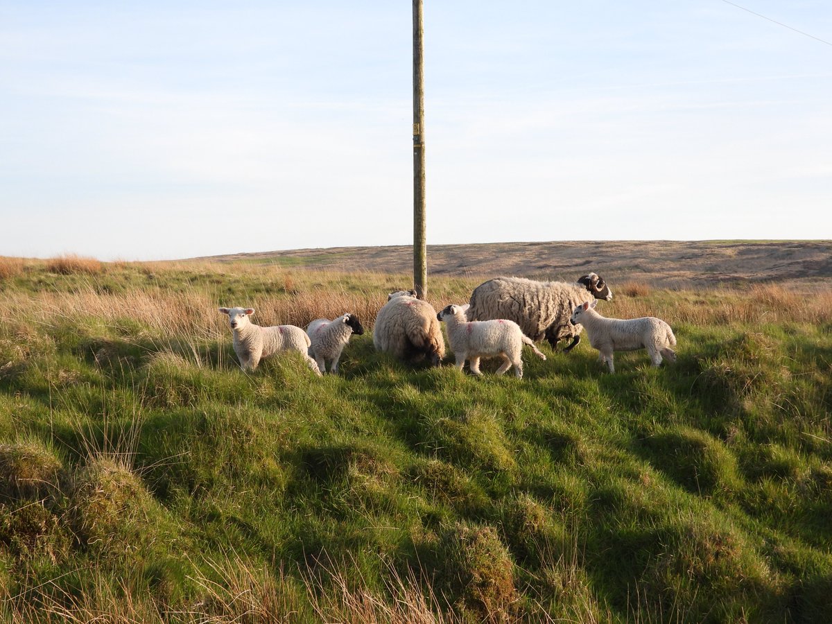Story behind a photo. The lambs in this photo had wandered onto a 70mph road. I used Sandy to move them back onto the moor. People drive far to fast along these moorland rds!