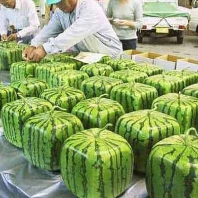 In Japan, square watermelons were created by Tomoyuki Ono, a graphic designer, in 1978. He showed them in a Tokyo gallery & even patented them in the US. Grown in boxes, these melons take the shape of their container, appealing mostly to affluent or trendy buyers. #FunFactFriday