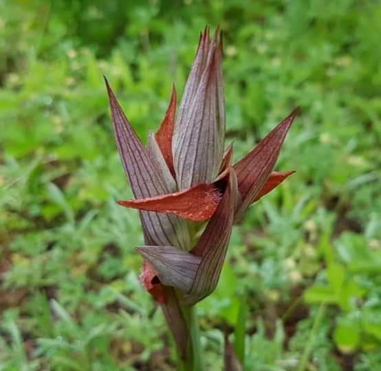 Adını Mısır-Yunan Tanrısı Serapias'dan alan, bizim sağır kulağı dediğimiz bir çeşit orkide (Serapias sp.) Merkez Artvin.