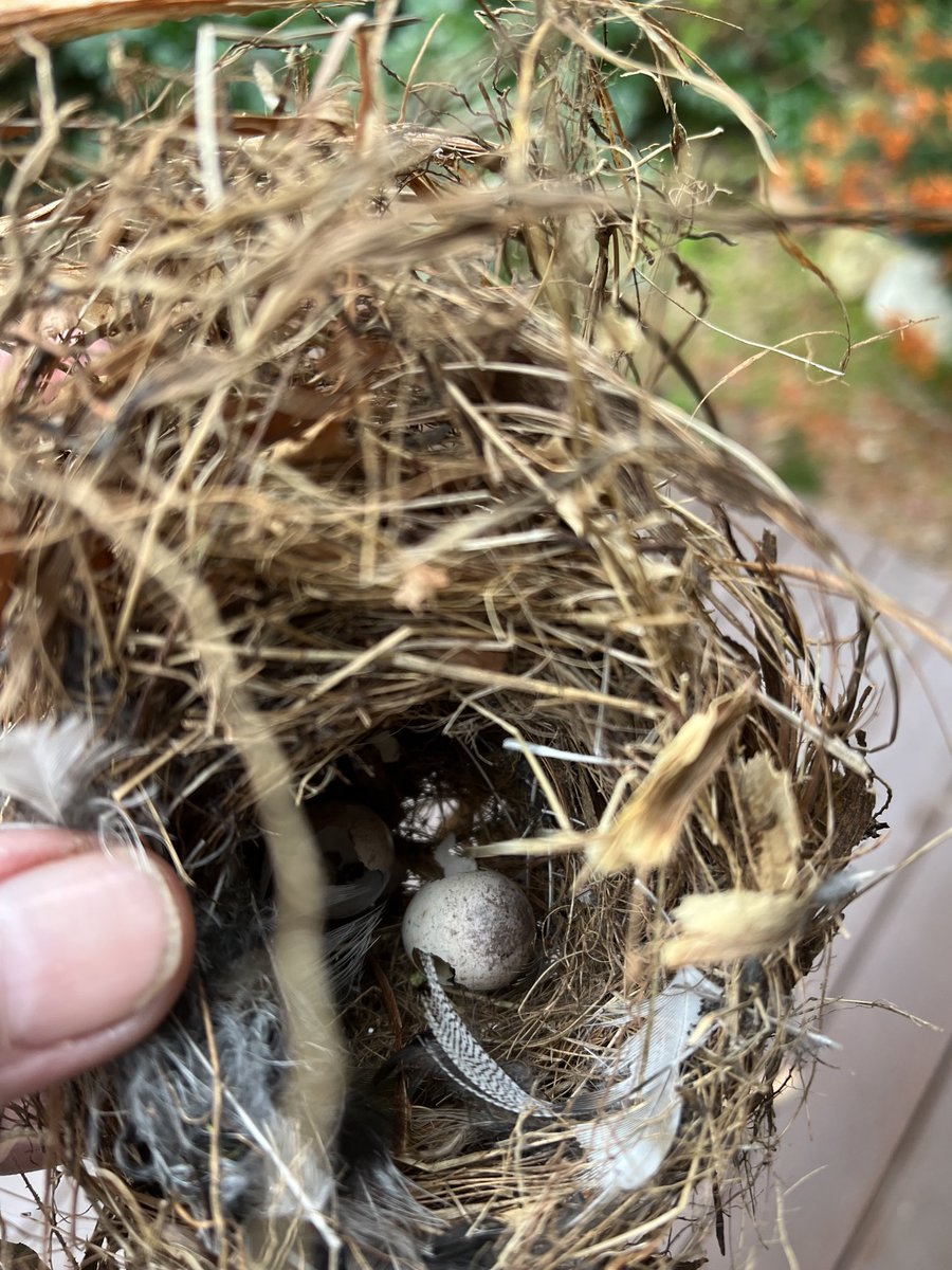 Anyone know what birds nest this is? Found close to the ground in a garden in Gippsland near the coast (Cape Liptrap) #Birdwatchers #Birdsoftwitter #naturelovers