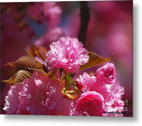 Cherry Blossom Morning tami-quigley.pixels.com/featured/cherr… #ThePhotoHour #ArtistOnTwitter #BuyIntoArt #AYearForArt #cherryblossom #spring #morning #bokeh #art for #MothersDay #giftidea #wallart #floralart ! #lehighvalleyphotographer @visitPA #TrexlerPark #LehighValley @LehighValleyPA #bloom