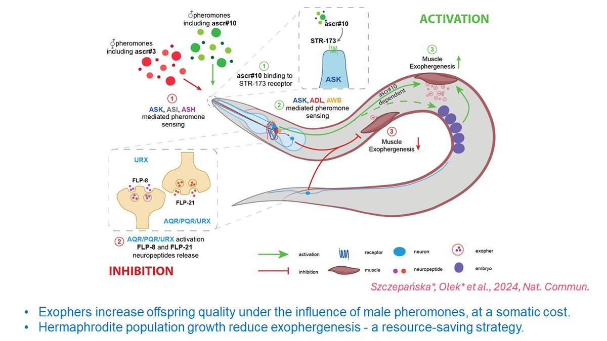 🇵🇱👍🪱Jak sygnały środowiskowe mogą wpływać na funkcjonowanie organizmów na poziomie komórkowym, w tym człowieka!! Publikacja zespołu @wojtek_pokrzywa  z @IIMCB_Poland (członek #EARA) i @Michal_R_Turek z @IBBPAS  w @NatureComms👏
#AnimalResearch #Celegans 
nature.com/articles/s4146…
