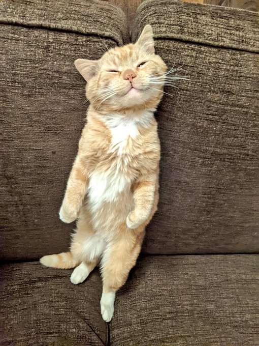 VS Evi & Elizabeth (Version 1) 40% tweet media