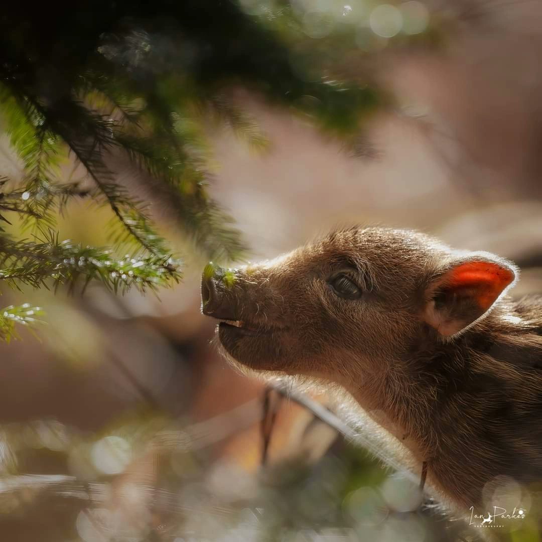 Happy Friday all.
To help my wildlife to be seen , please help by retweeting this post .
Back-lit wild boar Piglet,  smiling ? 
Must be Friday .
#wildlifephotography #NaturePhotography #NatureLover