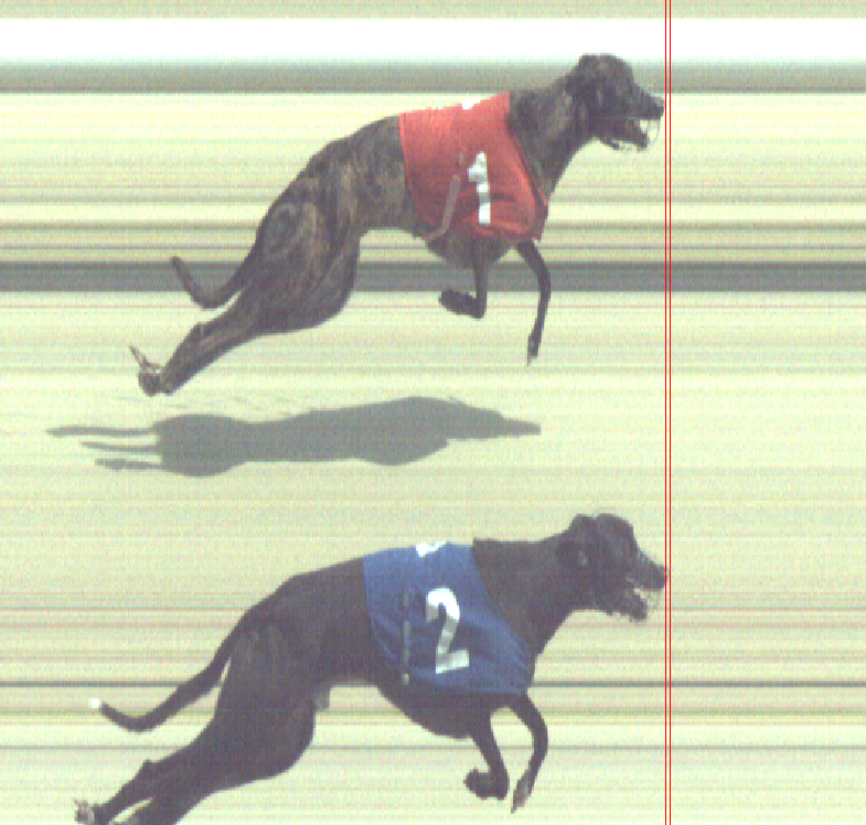 An insanely close photo finish for the last race here at @HoveGreyhounds 1st place - T2 - Usetheforce Luke 2nd place - T1 - Kate Almighty