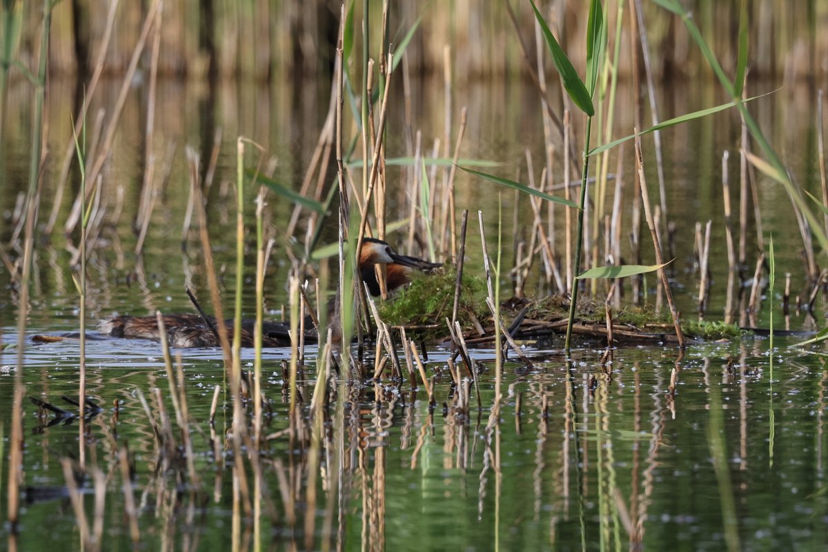 Full steam ahead for these nest building Great Crested Grebes this morning at @RSPBHamWall so maybe a late breeding pair or a second attempt after a failure.