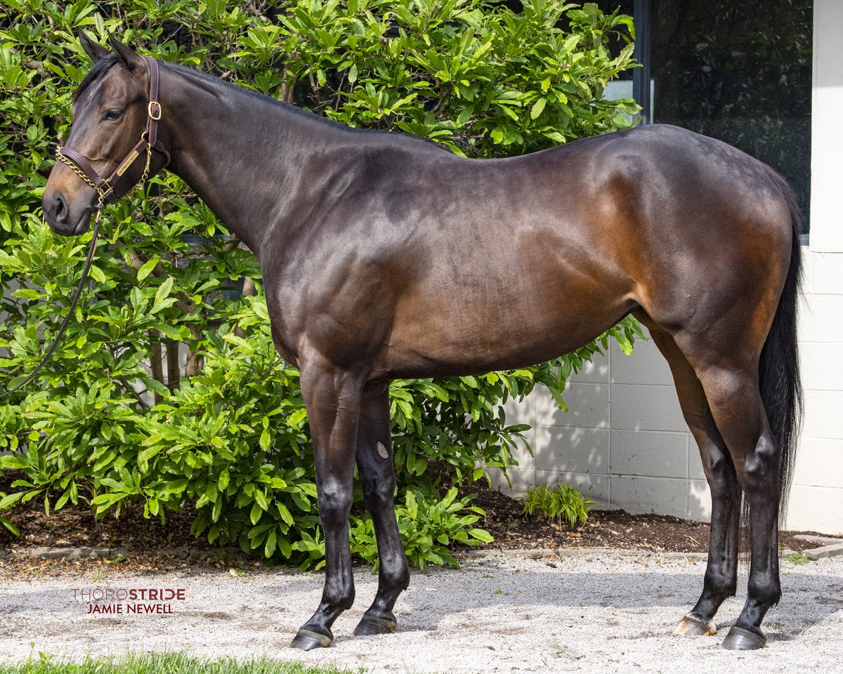 Paper Rings in foal to FORTE is Hip #1 in the @FasigTiptonCo Digital Sale. This is a similar mating to Oaks Winner, Thorpedo Anna and an A++ Nick. Forte is a first year stallion standing for $50,000 @spendthriftfarm, he was 2022 Champion 2YO, winning the G1 Breeders' Cup…