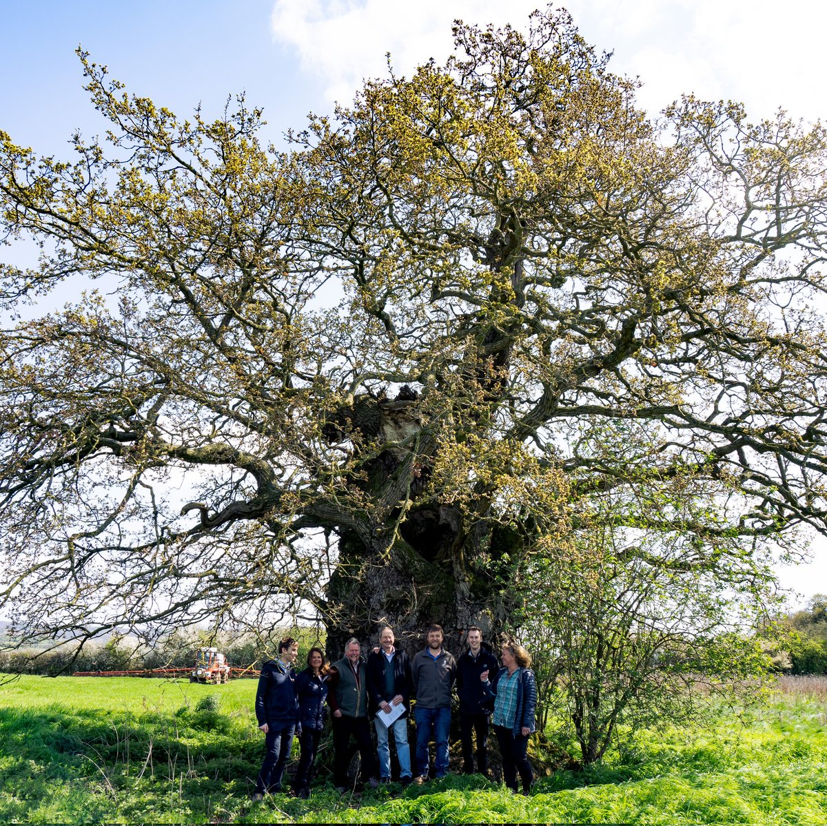 Arboriculture plays an essential role in protecting oak trees, but did you know that despite being a vital part of the tree management family, there is a succession crisis in arboriculture? Find out more: actionoak.org/news/the-essen… #PlantHealthWeek #DayOfAction