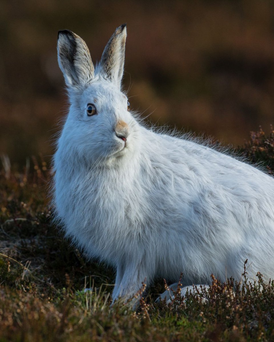 We're going to be giving in-person mountain hare training at the Braemar Nature Festival. You will be able to learn all about mountain hares and how you can get involved in our volunteer mountain hare survey at the Glenshee Ski Centre, for free! buff.ly/3UrElBW