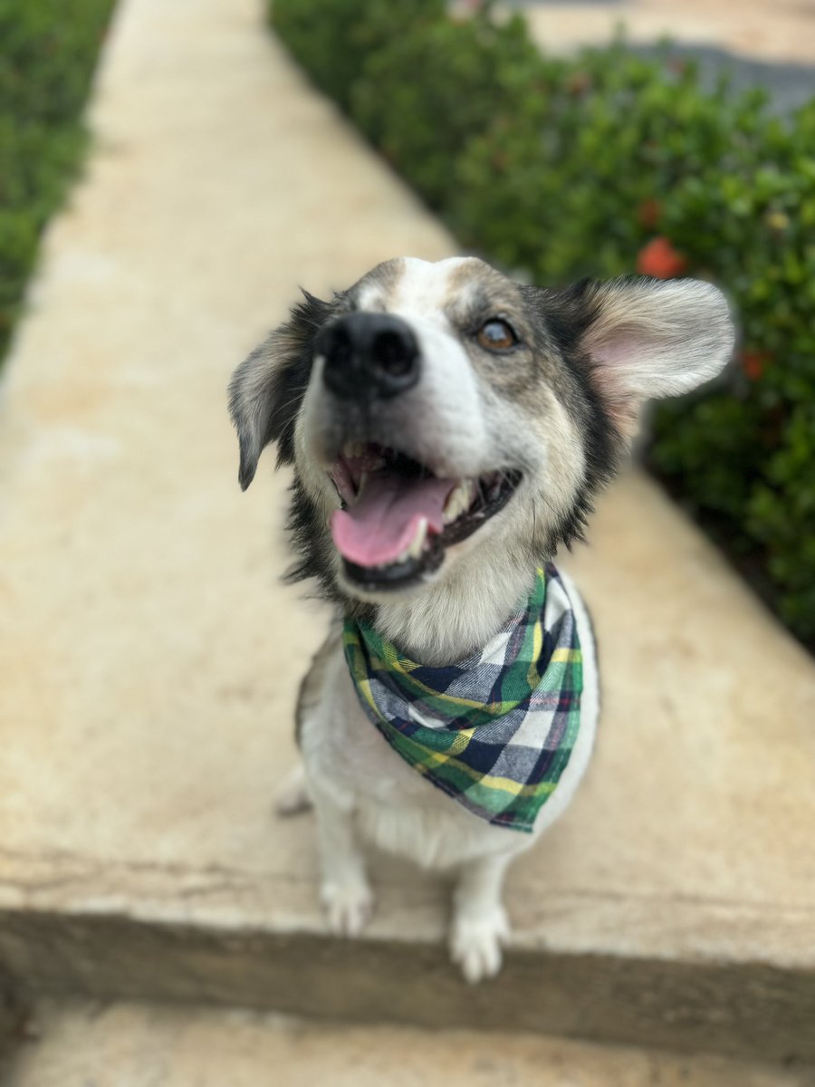 Niall Harbison tweet media