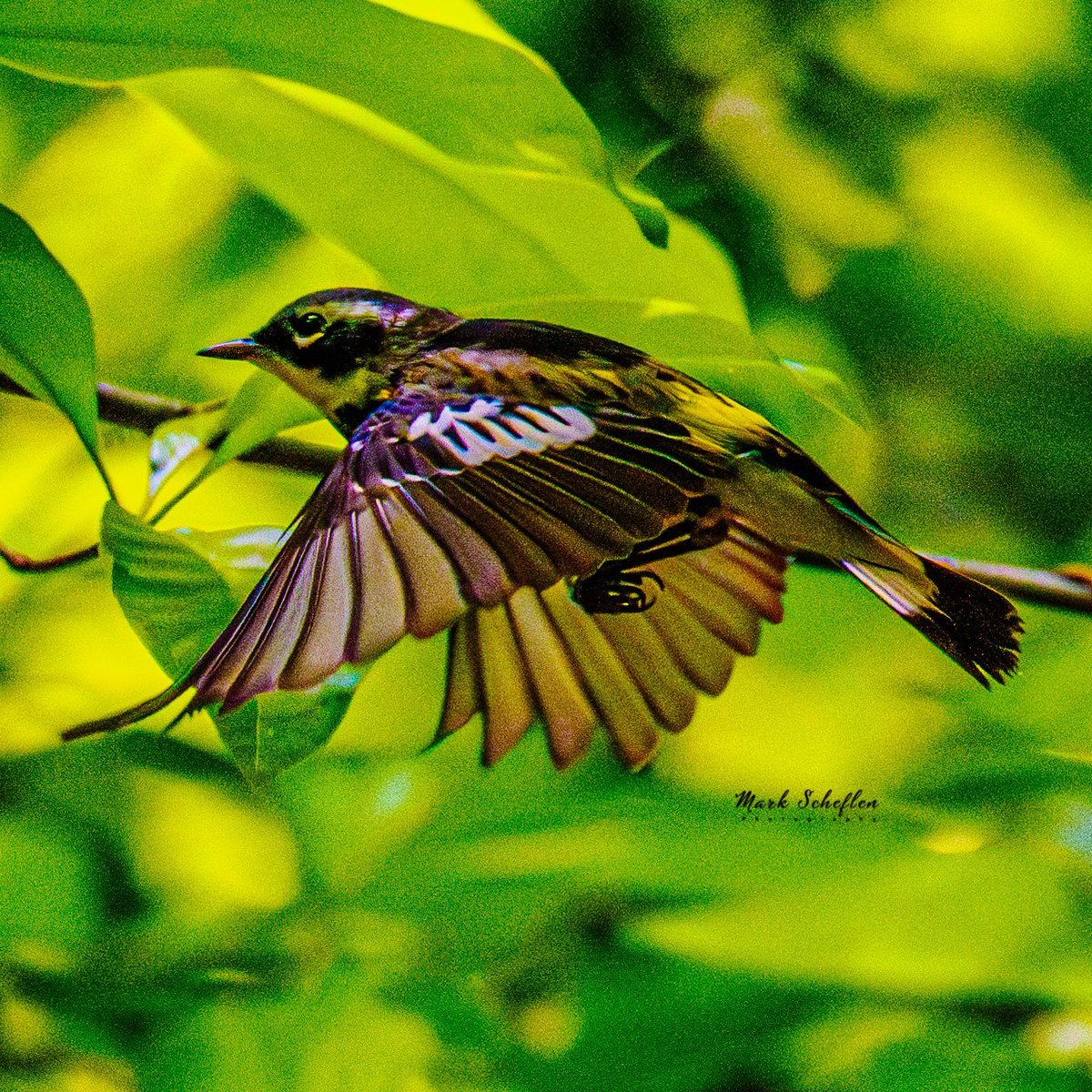 Magnolia Warbler, Central Park, N.Y.C  #birdcpp #TwitterNatureCommunity #birdsofinstagram #britishnatureguide #naturephotography #birdphotography #twitterphotography #wildbirdphotography #nikonphotography #NatureBeauty #nycaudubon 5.08.24