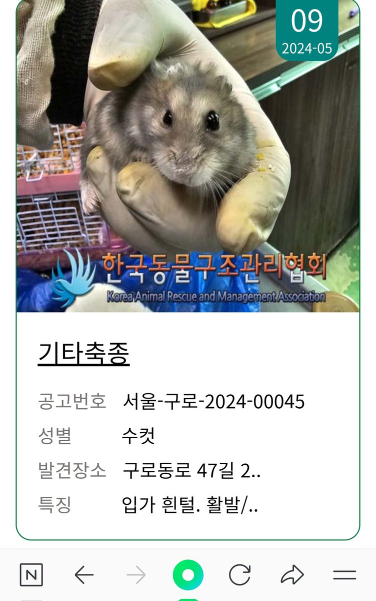 5월 10일 서울-구로-2024-00043번~45번/ 구로동로 47길 24-44 구로역 인근에서 햄스터 3마리가 집단 유기됨

중가리안 황색공주(배와 다리에 외상) 회색공주(다리에 외상) 회색왕자(양호)

동구협에서 보호중/ 1호선 양주역에서 택시가능/ 자체 홈피에서 입양신청후 대기해야함/ 어디든 퍼가주세요