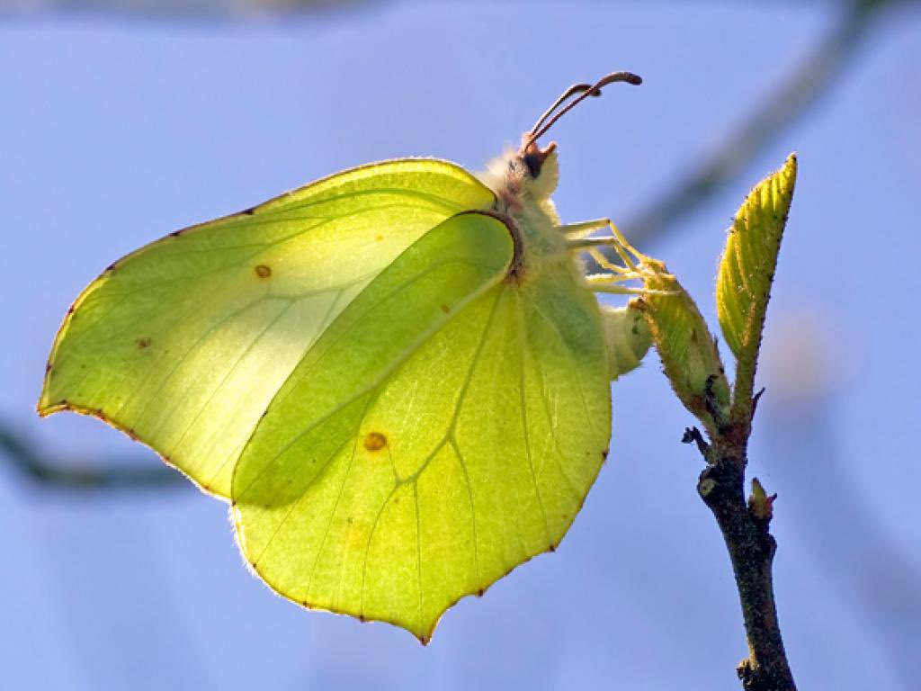 ￼ Yay! A thing I love about the National Trust is colleagues tell you when it’s their ‘brimstone day’. The day on which you spot your 1st yellow brimstone butterfly of the year. I was just in need of timeline cleanse and one landed just next to me. Happy brimstone day to me!