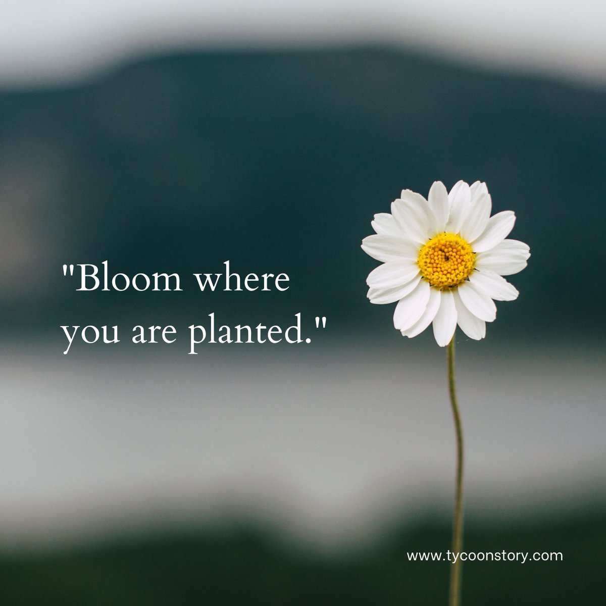 Flourish In The Environment Where You've Been Placed.

#Environmental #plantlife #thriving #blooming #MaximizePotential #makeitgrow #cultivate #growingup #flourishing #idealsituations #embracinglife #positiveimpact #challenges