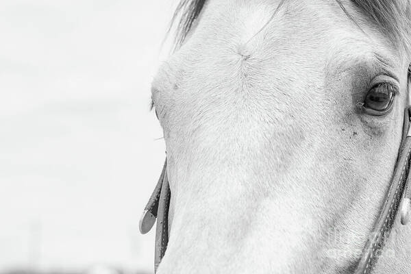 High Key Eye of a Horse - fineartamerica.com/featured/high-… #horse #art #buyintoart #photooftheday #animals