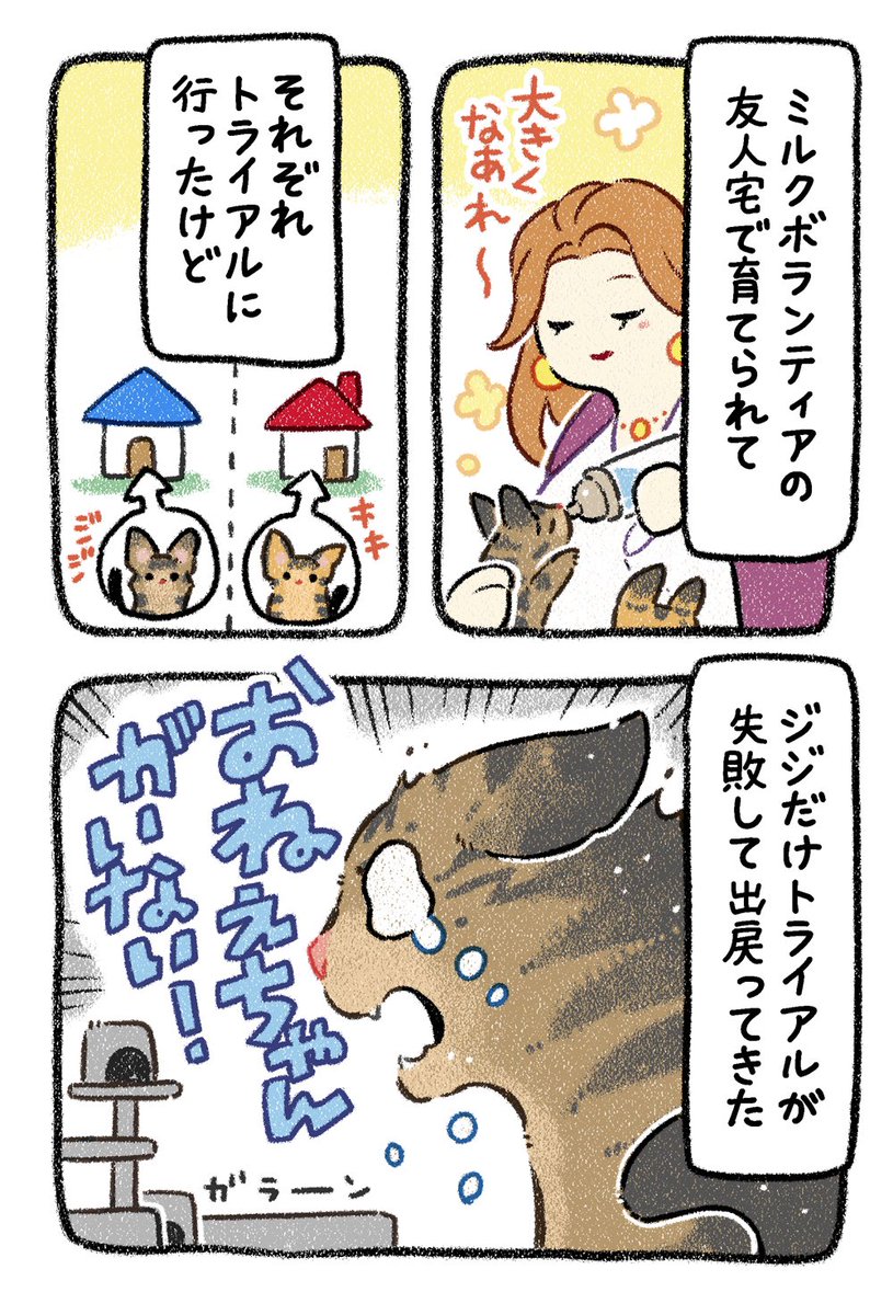 ほごねこーず番外編【第1話】
最近ちょっと進展があったので読んでほしい〜( ˊ̱˂˃ˋ̱ )✨
#猫漫画 #絵日記 