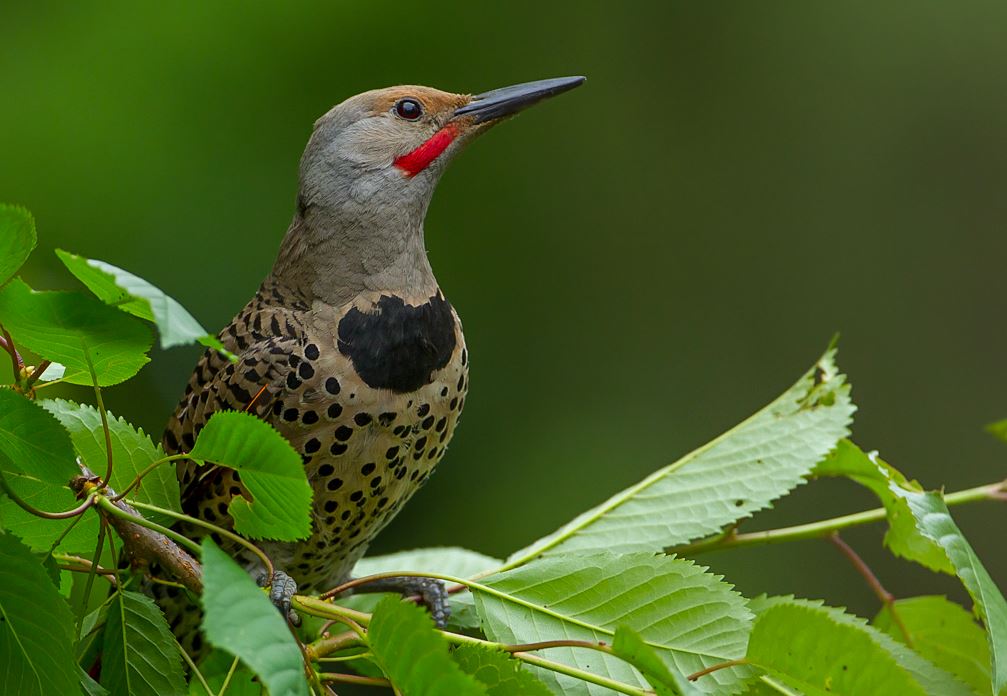 looks like its Flicker Friday. the red moustache=male. #naturephotography #wildlife #nature #birding #britishcolumbia #Canada #Vancouver #wildlifephotography #birdsofbc #canon #canonphotography #wild #birds #birdsofCanada #canonmirrorless #planetbirds #bird_brilliance #natgeo