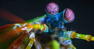 We can be stewards for ocean life, including the beautiful, yet aggressive Peacock Mantis Shrimp: ow.ly/vRKh50RyPZZ Using the best science and informed stakeholder input, we can responsibly manage our ocean resources, safeguard habitats, and meet our nation’s energy needs.