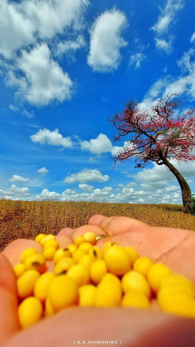 The world’s most popular source of plant-based protein is soy; with global supply increasing to meet growing demand for this versatile & nutritious crop. 🫘

Thanks to our colleague @ShimohiroAndre for this image of yellow soybeans at fields in Astorga, Brazil. #PhotoFriday 📷