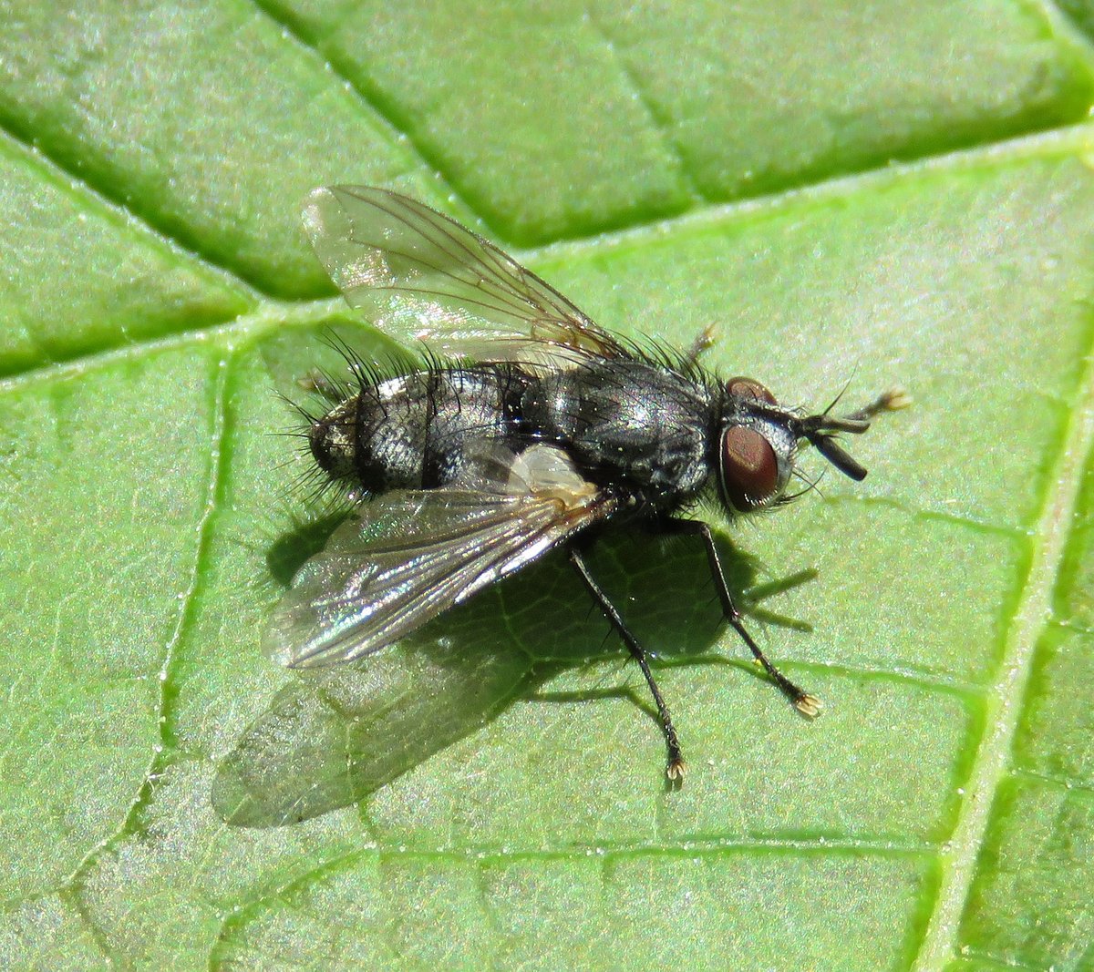 Woodland tachinids are becoming quite noticeable now, some are quite big. There is a big Flickr resource here flickr.com/photos/6307520…. also the recording scheme website here tachinidae.org.uk/blog/. Challenging but by no means impossible to identify.