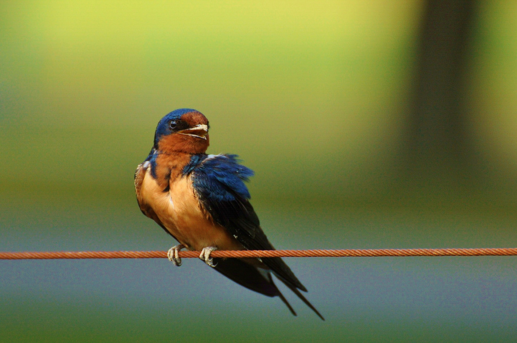 #FunFactFriday – The most abundant and widely distributed swallow species in the world, Barn Swallows are blue above, with tawny underparts, and a deeply notched tail. You’ll often spot them over meadows, fields, farmlands and water.

Photo by Jeff Reiter, APA
