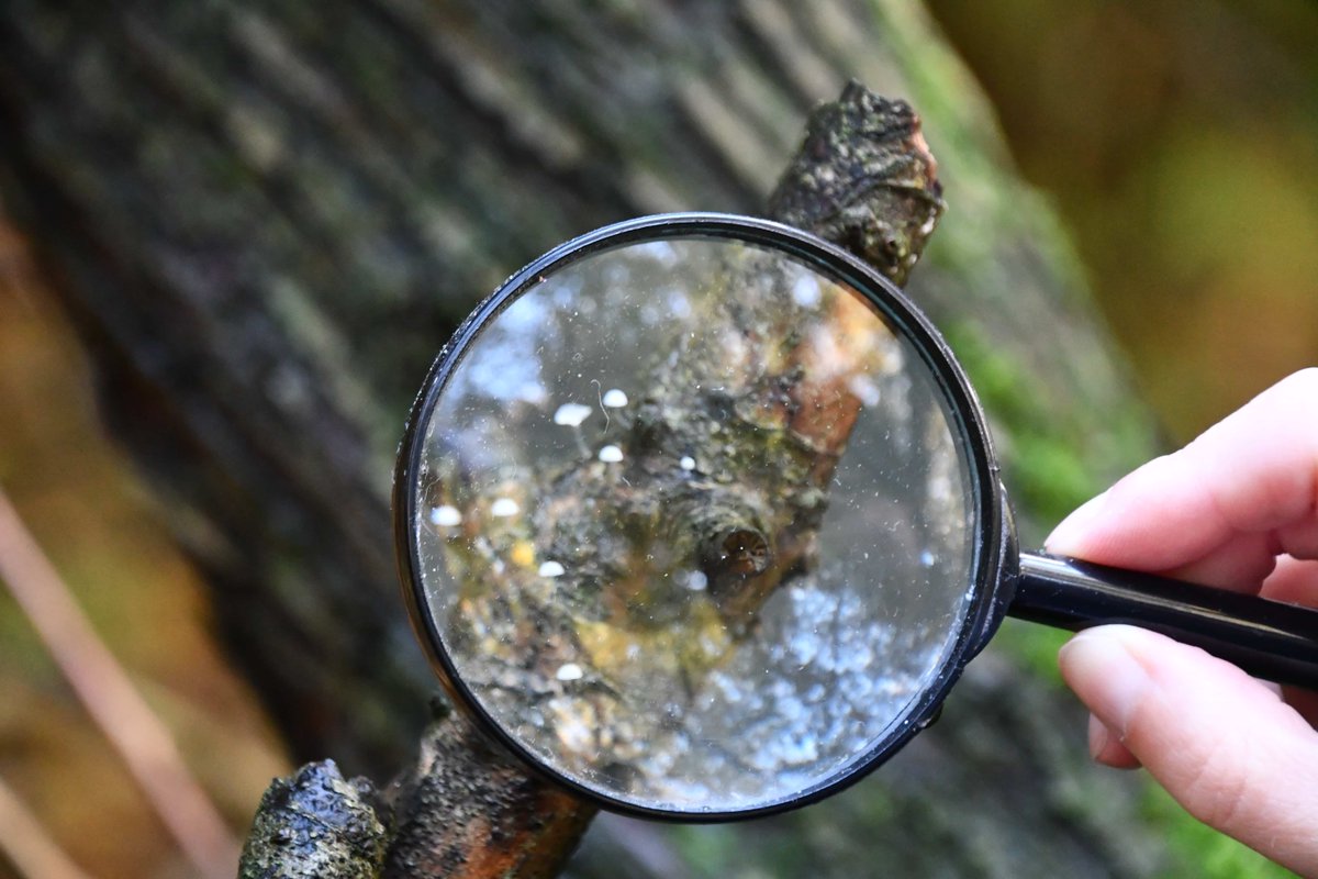 📣 A new specialist ecological recording programme to strengthen the understanding of the UK’s biodiversity & meet a national green skills gap has been launched at @HarperAdamsUni in partnership with the Field Studies Council. 🥳🍃 Read more 👉 ow.ly/VzWa50RAZ78