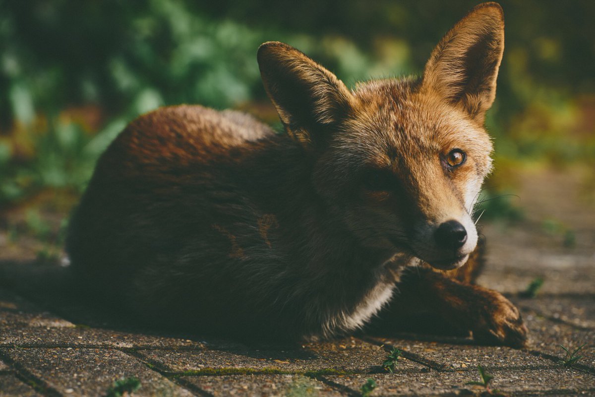 Squashed Robot tweet media