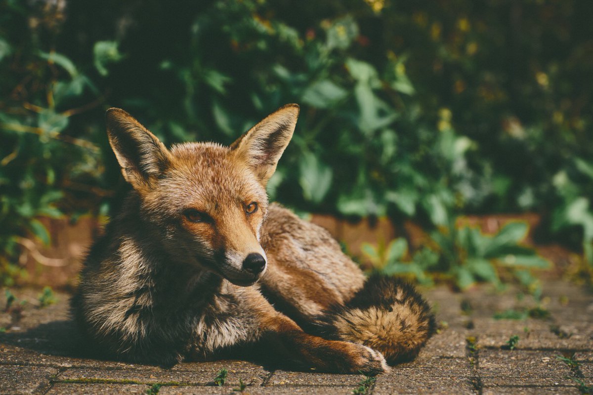 🦊 Just when you think the car park's only visitors are four-wheeled, this sly fox drops by to say 'hello' and soak up some sun! Who knew our pavement had such charm?

Shout out to Associate Creative Director, Dames for capturing these stunning snaps!