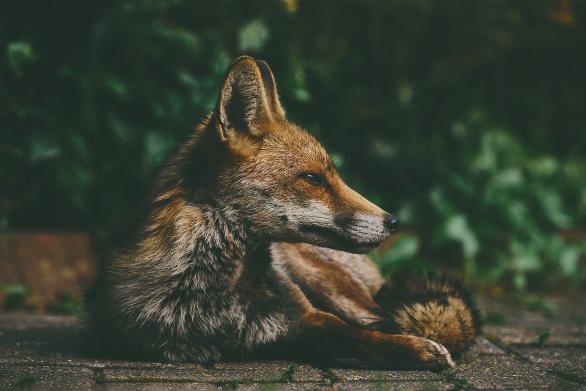 Squashed Robot tweet media