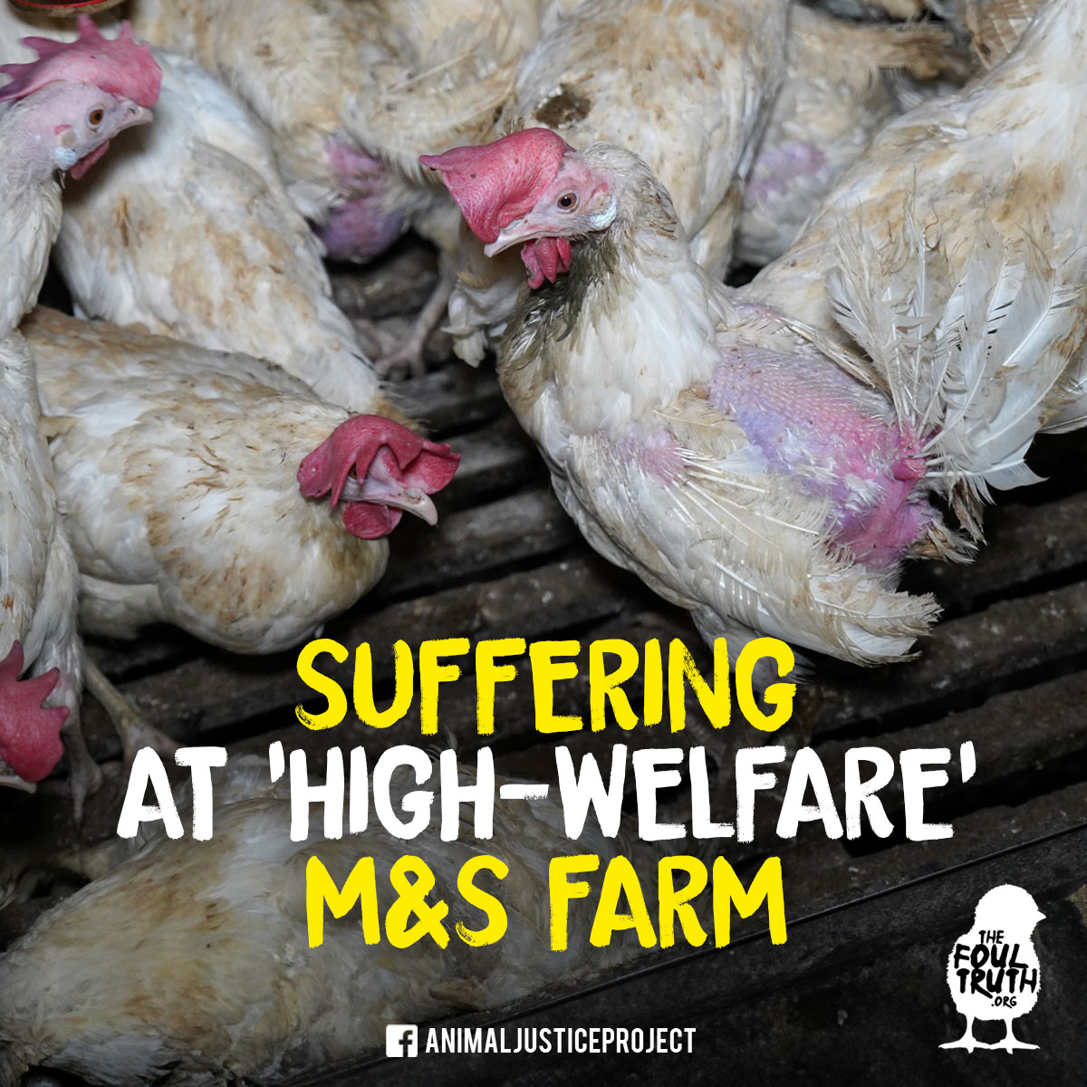 UNTOLD SUFFERING 💔 @MarksAndSpencer pride themselves on having ‘the highest standards of animal welfare’, yet we found immeasurable suffering inside Home Farm in Lincolnshire, which was contracted by M&S and @RSPCAAssured at the time of filming. #CageFreeIsntCrueltyFree